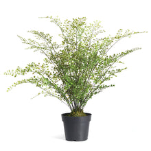 Load image into Gallery viewer, MAIDENHAIR DROP-IN 30"
