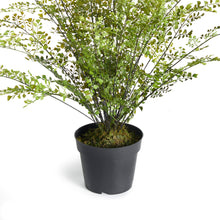 Load image into Gallery viewer, MAIDENHAIR DROP-IN 30"
