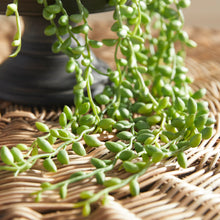 Load image into Gallery viewer, STRING OF PEARLS DROP-IN 26"
