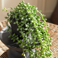 Load image into Gallery viewer, STRING OF PEARLS DROP-IN 26"
