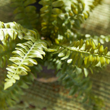 Load image into Gallery viewer, BOSTON FERN DROP-INS, SET OF 3
