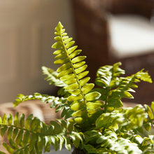 Load image into Gallery viewer, BOSTON FERN DROP-INS, SET OF 3
