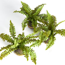 Load image into Gallery viewer, BOSTON FERN DROP-INS, SET OF 3
