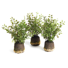 Load image into Gallery viewer, MAIDENHAIR DROP-INS, SET OF 3
