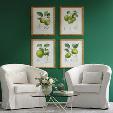 Load image into Gallery viewer, FRUIT STUDY, SET OF 4
