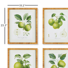 Load image into Gallery viewer, FRUIT STUDY, SET OF 4
