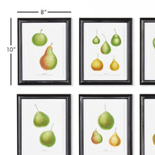Load image into Gallery viewer, PEAR STUDY, SET OF 6
