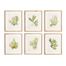 Load image into Gallery viewer, KELP PRINTS, SET OF 6
