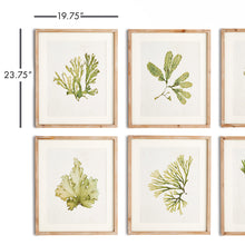 Load image into Gallery viewer, KELP PRINTS, SET OF 6
