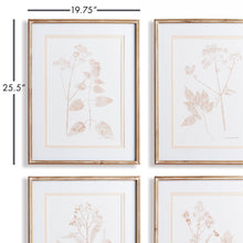 Load image into Gallery viewer, BLUSH BOTANICAL STUDY, SET OF 4
