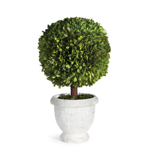 Load image into Gallery viewer, BOXWOOD SINGLE 11" BALL TOPIARY IN POT
