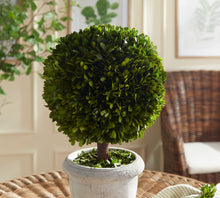 Load image into Gallery viewer, BOXWOOD SINGLE 11" BALL TOPIARY IN POT
