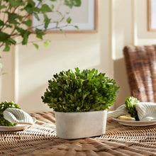 Load image into Gallery viewer, BOXWOOD BUSH IN OVAL POT
