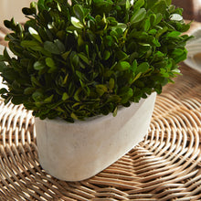 Load image into Gallery viewer, BOXWOOD BUSH IN OVAL POT
