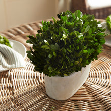 Load image into Gallery viewer, BOXWOOD BUSH IN OVAL POT
