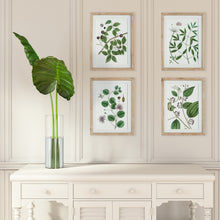Load image into Gallery viewer, VERDANT BRANCH PRINTS, SET OF 4
