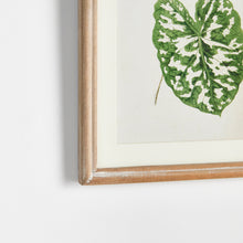 Load image into Gallery viewer, LEAF CUTTINGS PETITE PRINTS, SET OF 3
