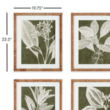 Load image into Gallery viewer, TRANSLUCENT STEM PRINTS, SET OF 4

