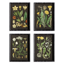 Load image into Gallery viewer, GOLDEN BOTANICAL STUDY, SET OF 4
