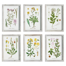 Load image into Gallery viewer, PERENNIAL BOTANICAL STUDY, SET OF 6

