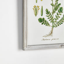 Load image into Gallery viewer, PERENNIAL BOTANICAL STUDY, SET OF 6

