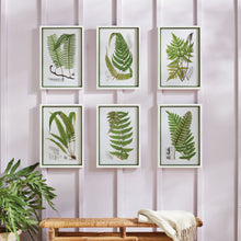 Load image into Gallery viewer, LAYERED FERN PRINTS, SET OF 6
