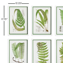 Load image into Gallery viewer, LAYERED FERN PRINTS, SET OF 6
