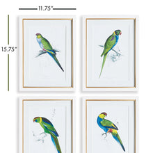 Load image into Gallery viewer, COLORFUL PARROT PRINTS, SET OF 4
