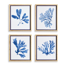Load image into Gallery viewer, INDIGO SEAWEED PRINTS, SET OF 4
