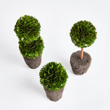 Load image into Gallery viewer, BOXWOOD MINI TOPIARY DROP-INS, SET OF 3
