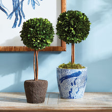 Load image into Gallery viewer, BOXWOOD SINGLE SPHERE TOPIARY DROP-IN 16"
