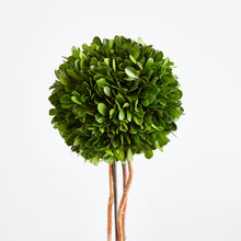 Load image into Gallery viewer, BOXWOOD SINGLE SPHERE TOPIARY DROP-IN 24"
