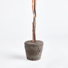 Load image into Gallery viewer, BOXWOOD SINGLE SPHERE TOPIARY DROP-IN 24"
