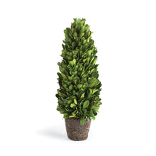 Load image into Gallery viewer, BOXWOOD CONE TOPIARY DROP-IN 12"
