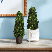 Load image into Gallery viewer, BOXWOOD CONE TOPIARY DROP-IN 12"
