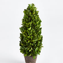 Load image into Gallery viewer, BOXWOOD CONE TOPIARY DROP-IN 12"

