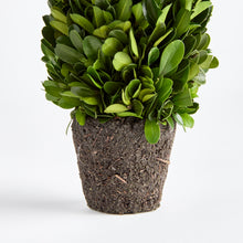 Load image into Gallery viewer, BOXWOOD CONE TOPIARY DROP-IN 12"
