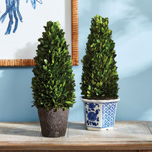 Load image into Gallery viewer, BOXWOOD CONE TOPIARY DROP-IN 16"
