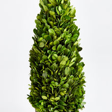 Load image into Gallery viewer, BOXWOOD CONE TOPIARY DROP-IN 16"
