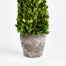 Load image into Gallery viewer, BOXWOOD CONE TOPIARY DROP-IN 16"
