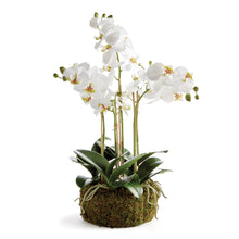 Load image into Gallery viewer, PHALAENOPSIS ORCHID BOWL DROP-IN 20"
