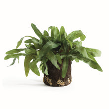 Load image into Gallery viewer, ECHEVERIA FERN DROP-IN 13.5"
