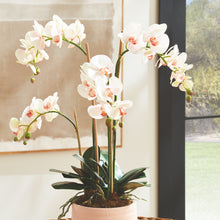 Load image into Gallery viewer, PHALAENOPSIS ORCHID DROP-IN 30"
