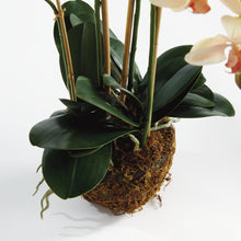 Load image into Gallery viewer, PHALAENOPSIS ORCHID DROP-IN 30"
