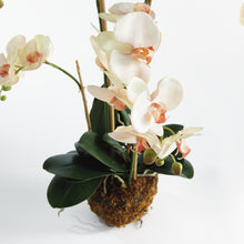 Load image into Gallery viewer, PHALAENOPSIS ORCHID DROP-IN 30"
