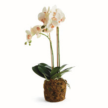 Load image into Gallery viewer, PHALAENOPSIS ORCHID DROP-IN 23"
