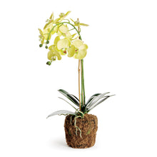 Load image into Gallery viewer, PHALAENOPSIS ORCHID DROP-IN 23"

