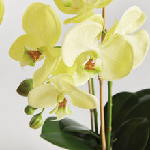 Load image into Gallery viewer, PHALAENOPSIS ORCHID DROP-IN 23"

