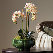 Load image into Gallery viewer, PHALAENOPSIS 16" MINI GARDEN DROP-IN
