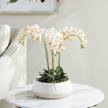 Load image into Gallery viewer, PHALAENOPSIS 16" MINI GARDEN DROP-IN

